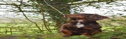 Cocker Spaniel dogs for stud: Liver n Tan working cocker. Clear AMS, PP PRA, FN. in Dorchester - Advert 5