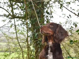 Cocker Spaniel dogs Liver n Tan working cocker. Clear AMS, PP PRA, FN. - Advert 22