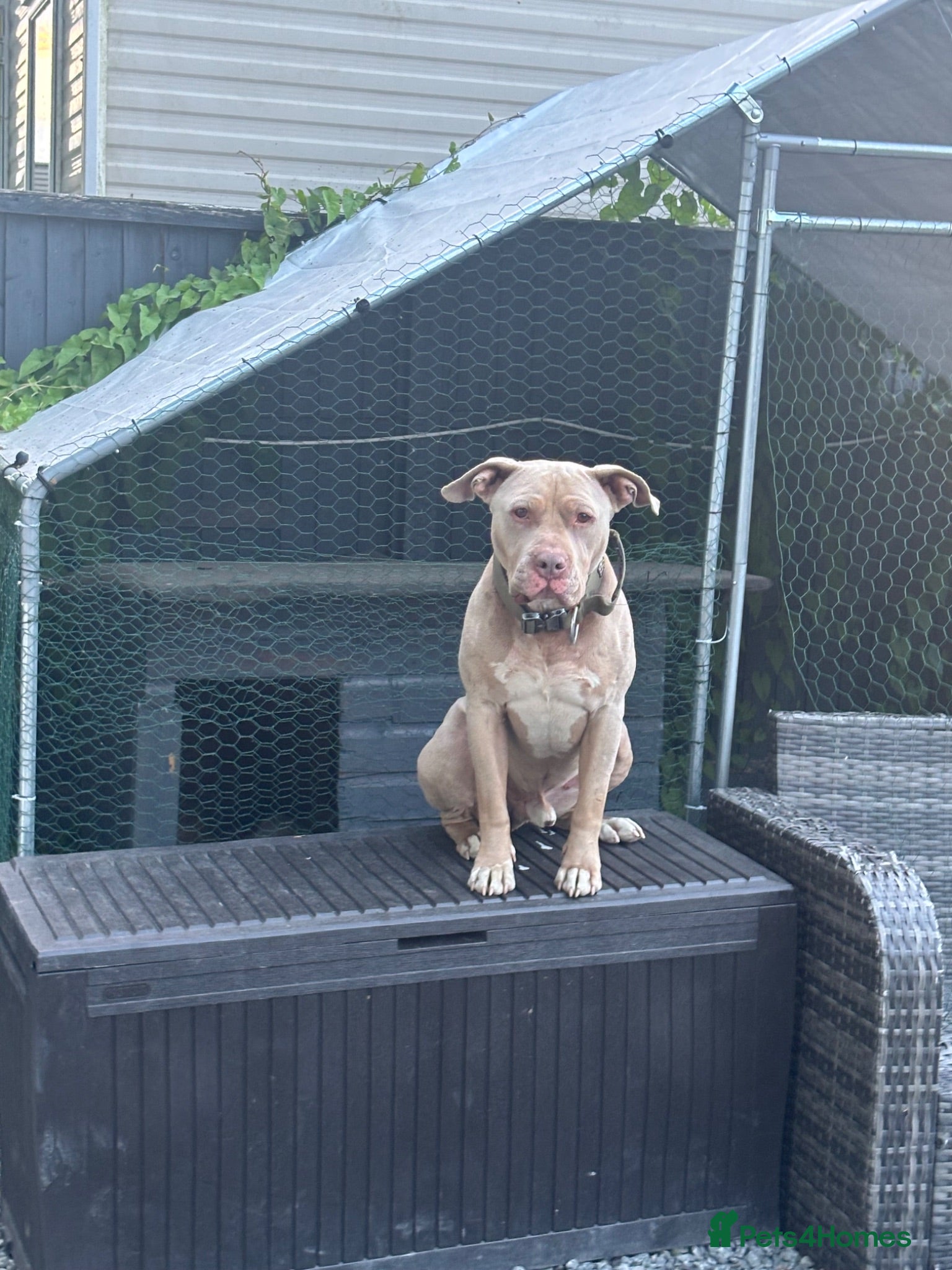 American Bully dogs American bulldog needing rehoming  - Advert 9