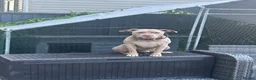 American Bully dogs for sale: American bulldog needing rehoming  - Advert 1