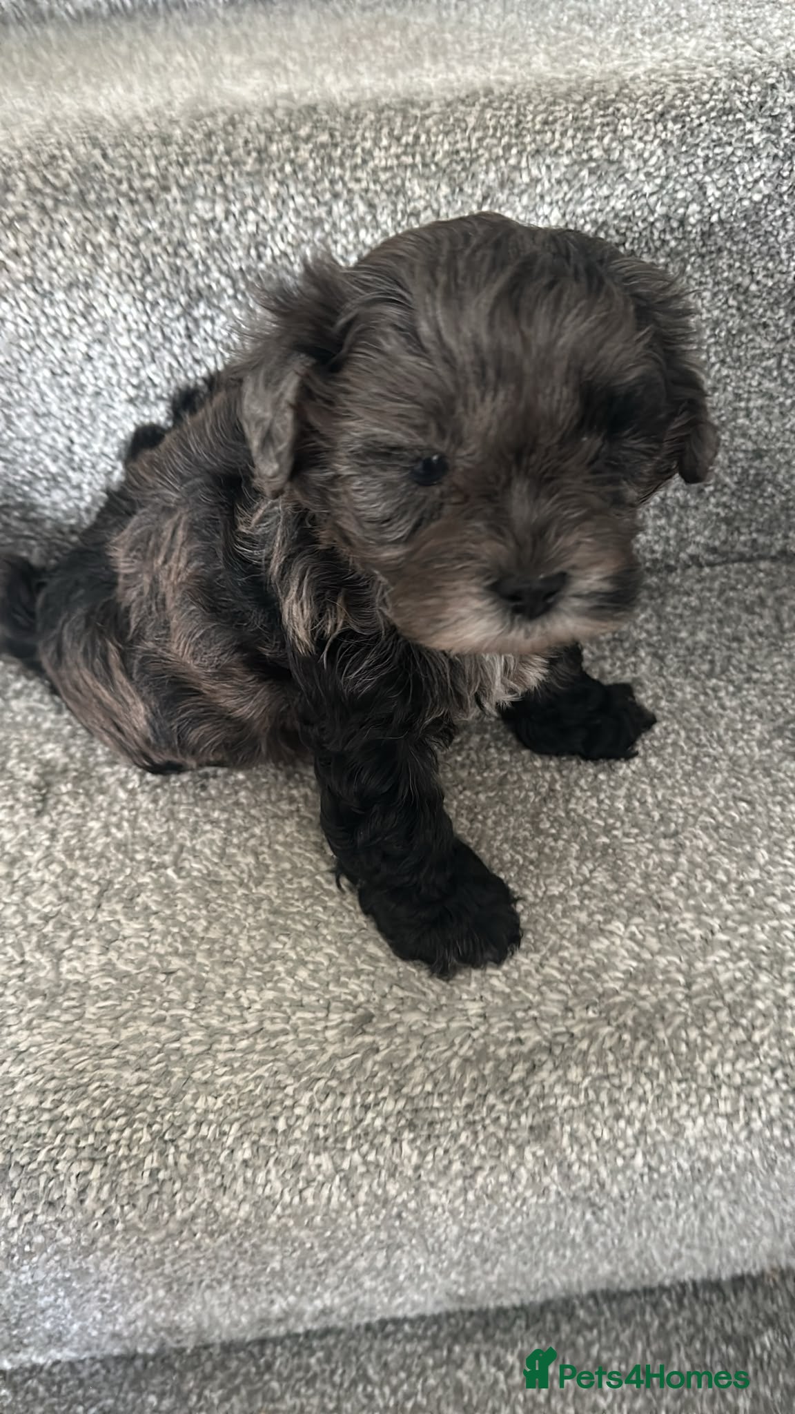 Lhasapoo dogs Stunning Lhasapoo Puppies Available.  - Advert 2