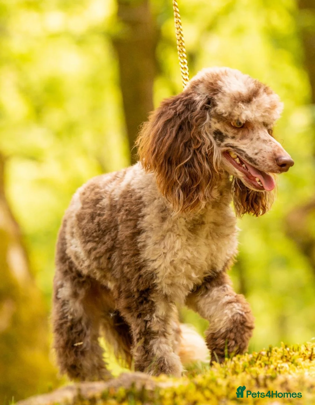 Poodle dogs for stud: Miniature rare chocolate merle health tested stud in Maesteg - Advert 4