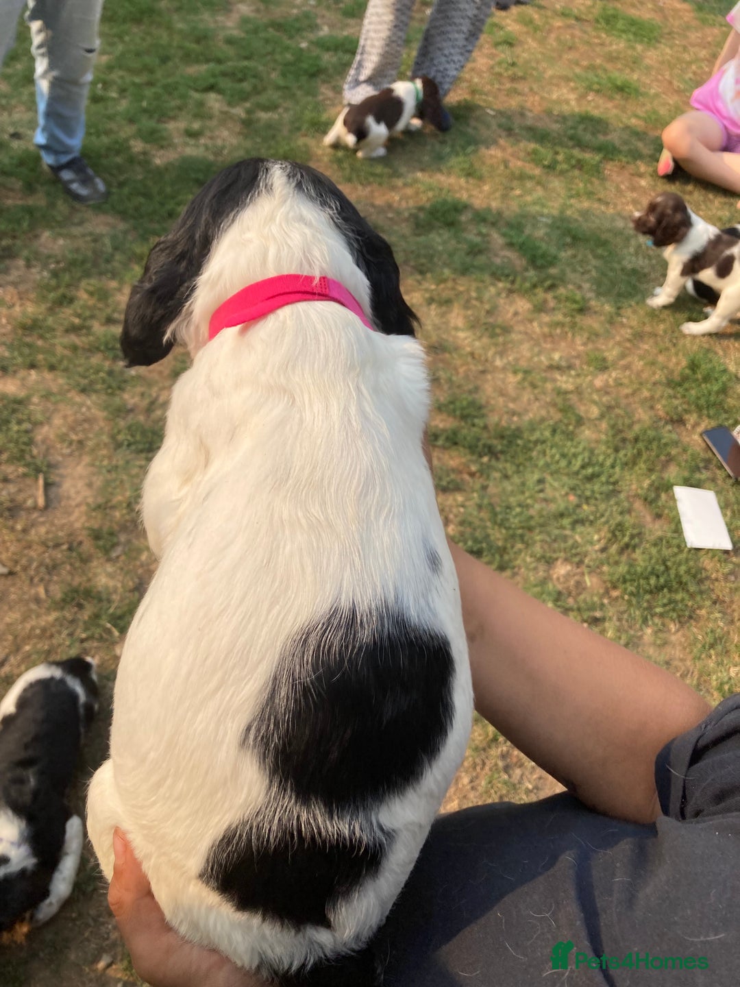 English Springer Spaniel dogs for sale: English Springer Spaniel Puppies - Image 17