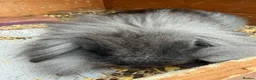Mini Lion Lop rabbits for sale: Mini lion lop rabbit 14 weeks old - Advert 2