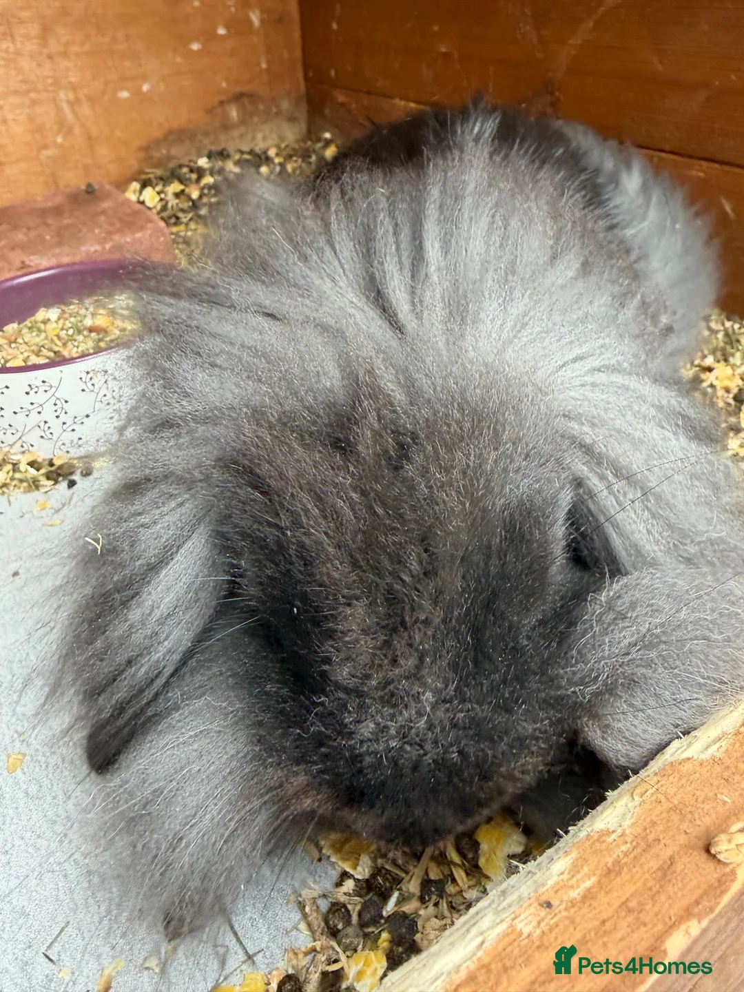 Mini Lion Lop rabbits for sale: Mini lion lop rabbit 14 weeks old - Advert 2