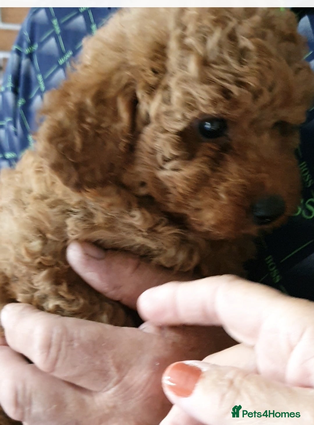 Toy Poodle dogs for sale: KC Toy Poodles, health tested, champion bloodline - Image 11