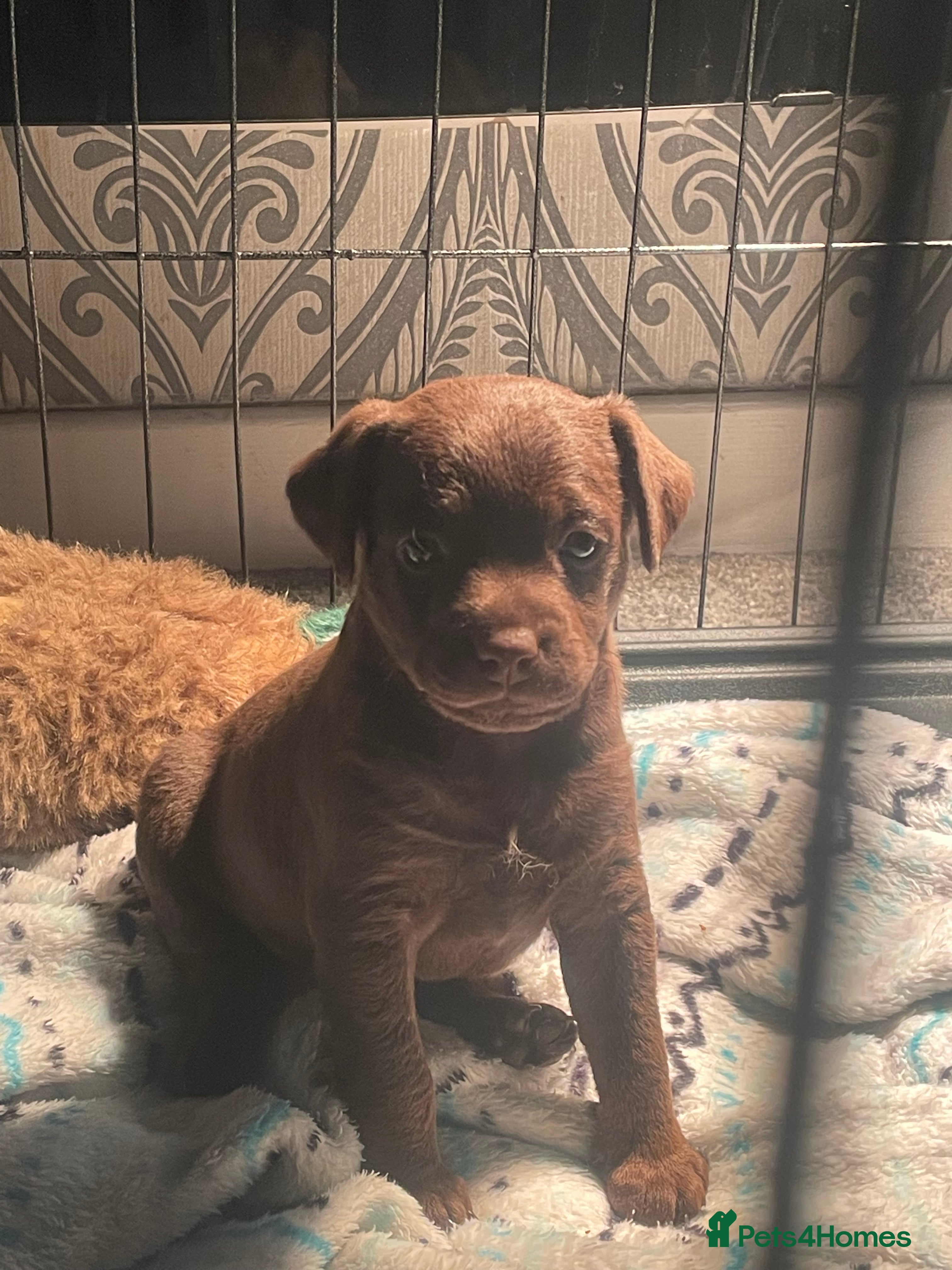 Patterdale Terrier dogs Patterdale pups  - Advert 4