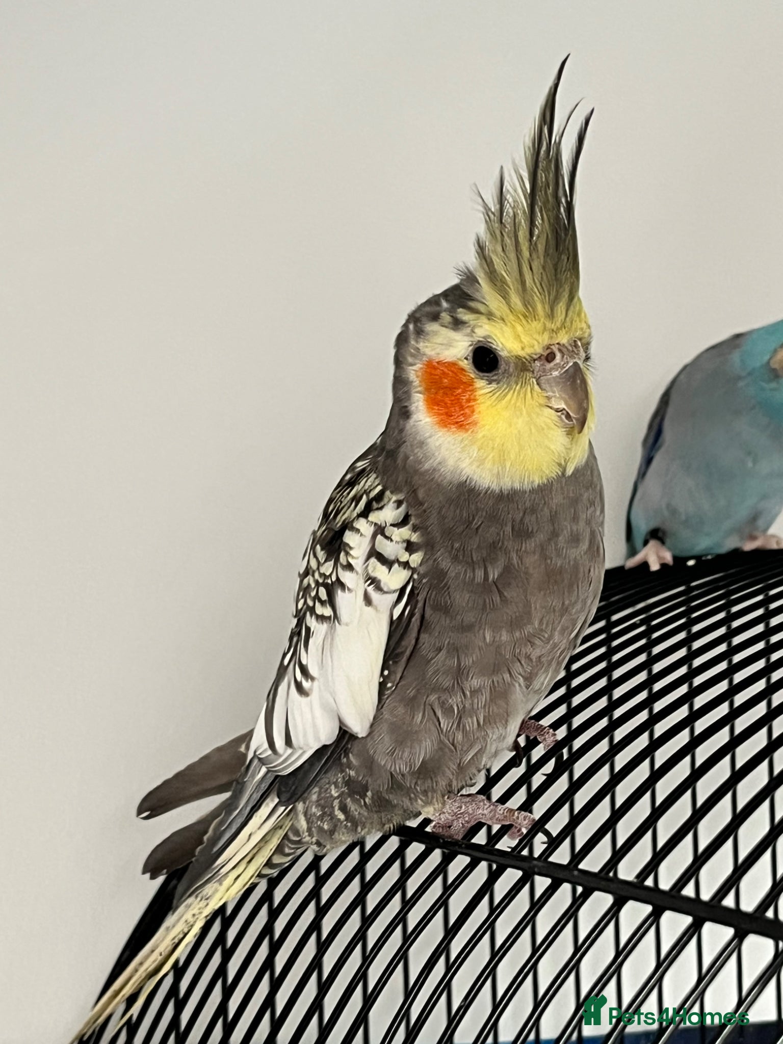 Cockatiels birds Pearl (opaline) grey cockatiel  - Advert 1