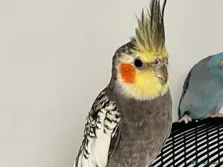 Cockatiels birds Pearl (opaline) grey cockatiel - Advert 1