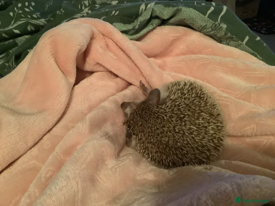 Pygmy Hedgehog rodents for sale: Beautiful little boy soft nature.Full pedigree. - Advert 4