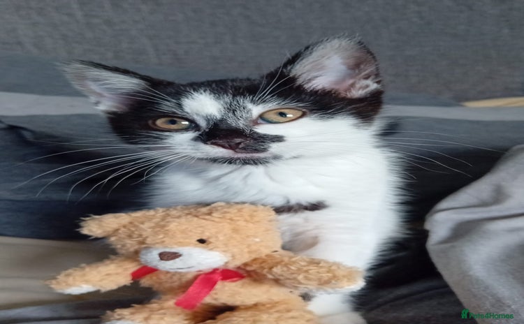 Mixed Breed cats - Advert 3
