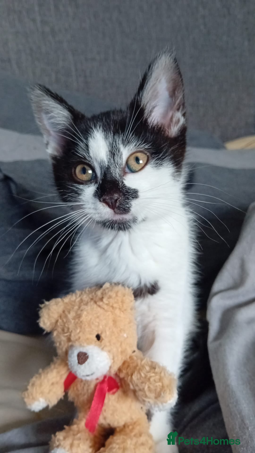 Mixed Breed cats for sale: Female cat 6 months old - Image 1
