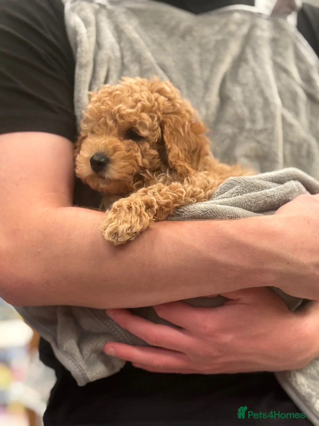 Cockapoo dogs for sale: Toy Cockapoo Puppies - Advert 2