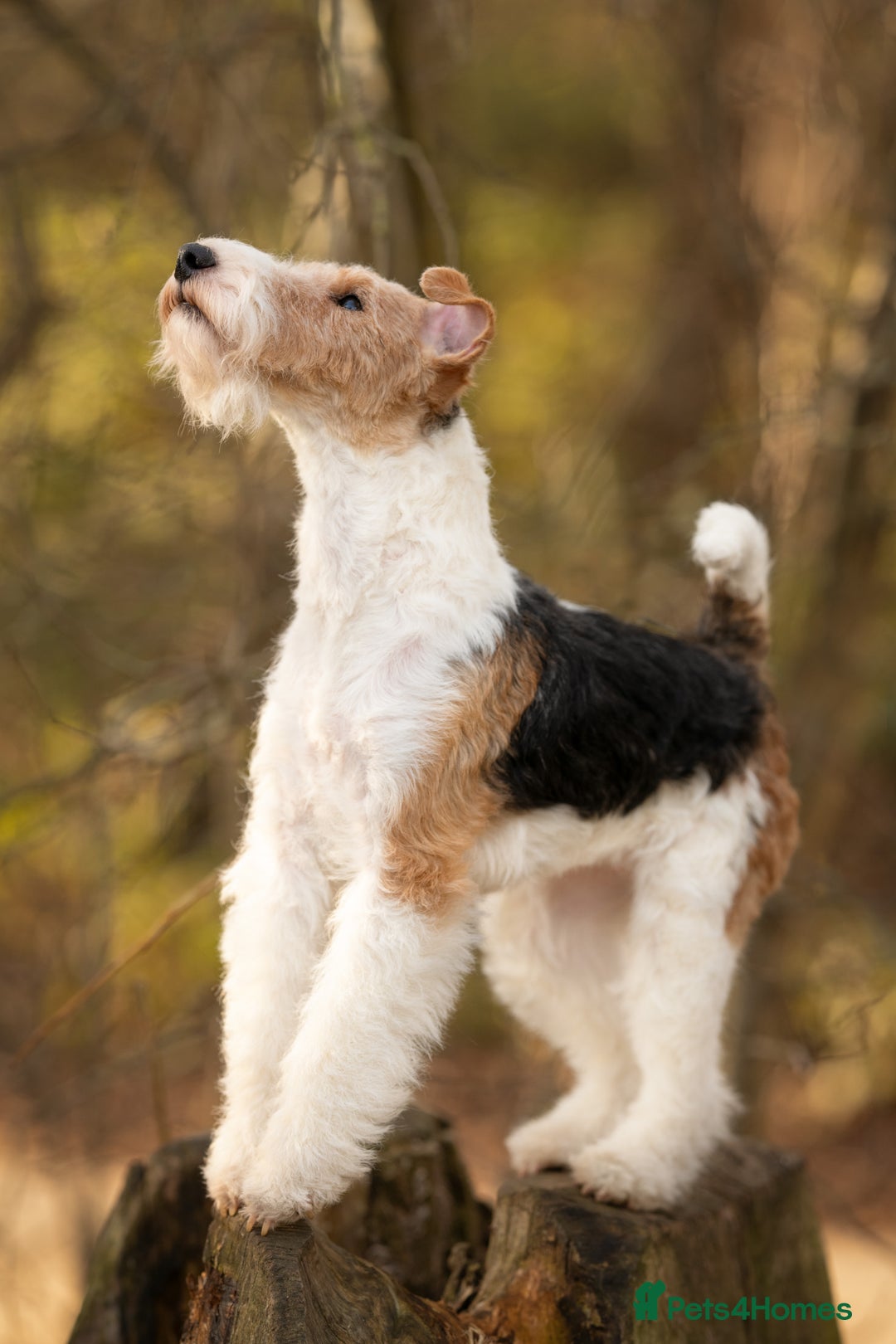 Fox Terrier dogs for sale: Exceptional Wire Haired Fox Terrier Puppies  - Image 7