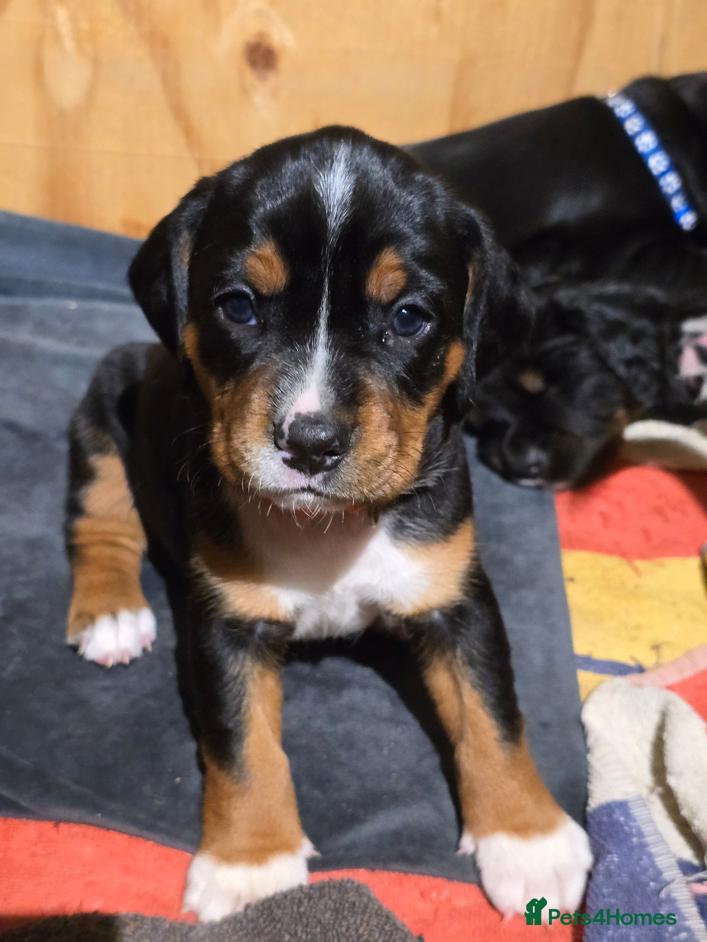 Mixed Breed dogs Sprocker puppies ready from 8th Jan (only 3 left!) - Advert 2