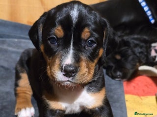 Mixed Breed dogs Sprocker puppies ready from 8th Jan (only 3 left!) - Advert 2