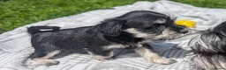 Miniature Schnauzer dogs for sale: Miniature schnauzer puppies  in Cowbridge - Advert 6