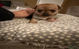 Chihuahua dogs for sale: Brother and sister Chihuahua - Advert 14