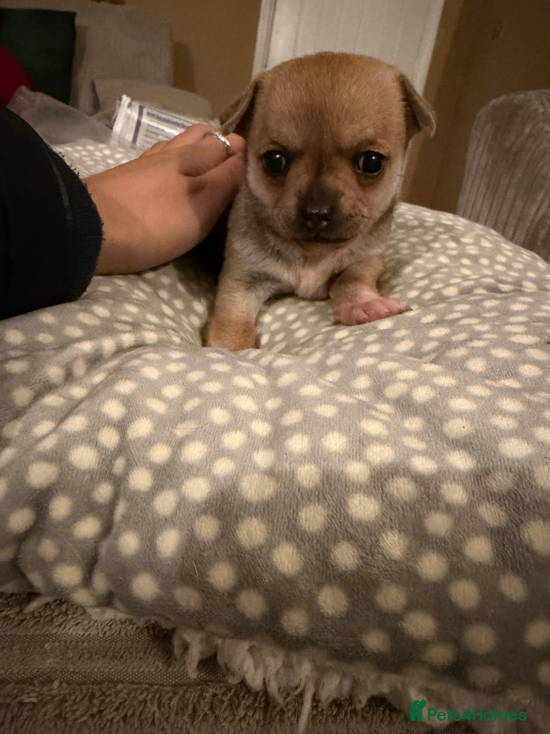 Chihuahua dogs for sale: Brother and sister Chihuahua - Advert 14