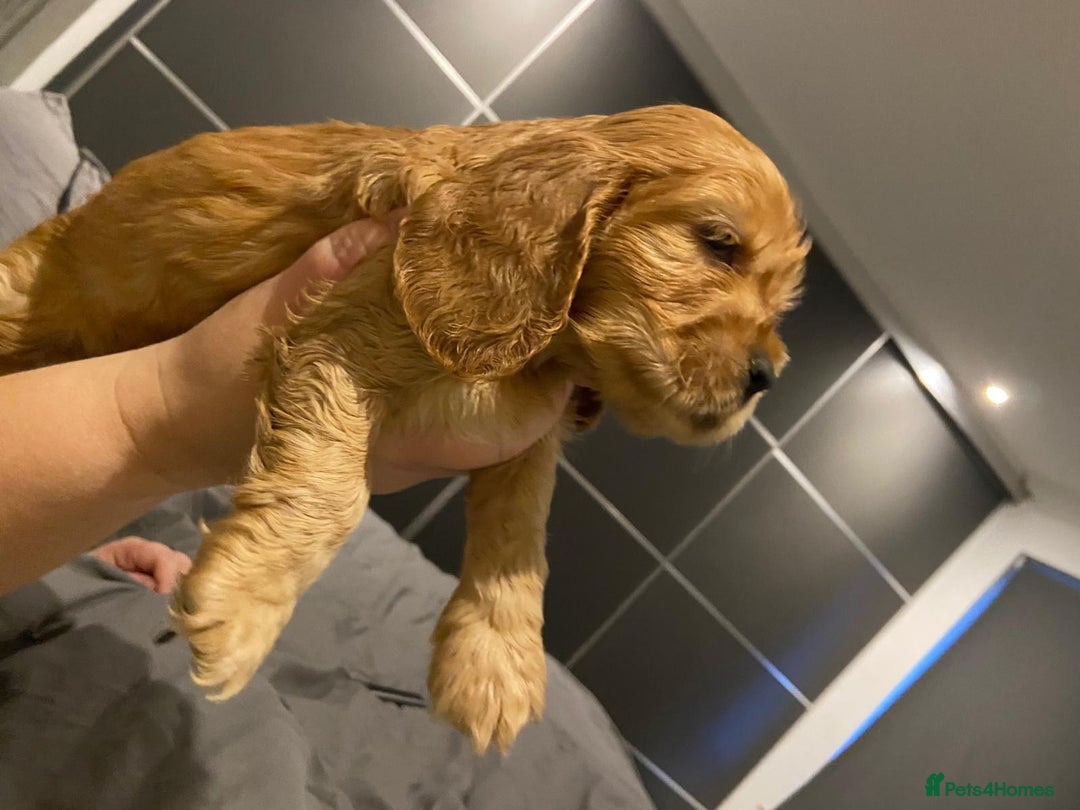 Cocker Spaniel dogs for sale: English Show Cocker Spaniels  - Advert 4