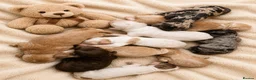 Cockapoo dogs for sale: Merles Blondes Apricots F2 Cockapoo Puppies  - Advert 1