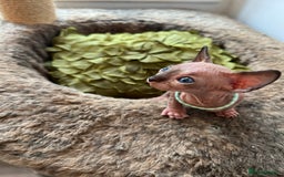 Sphynx cats for sale: Exquisite Sphynx Kittens - Image 15