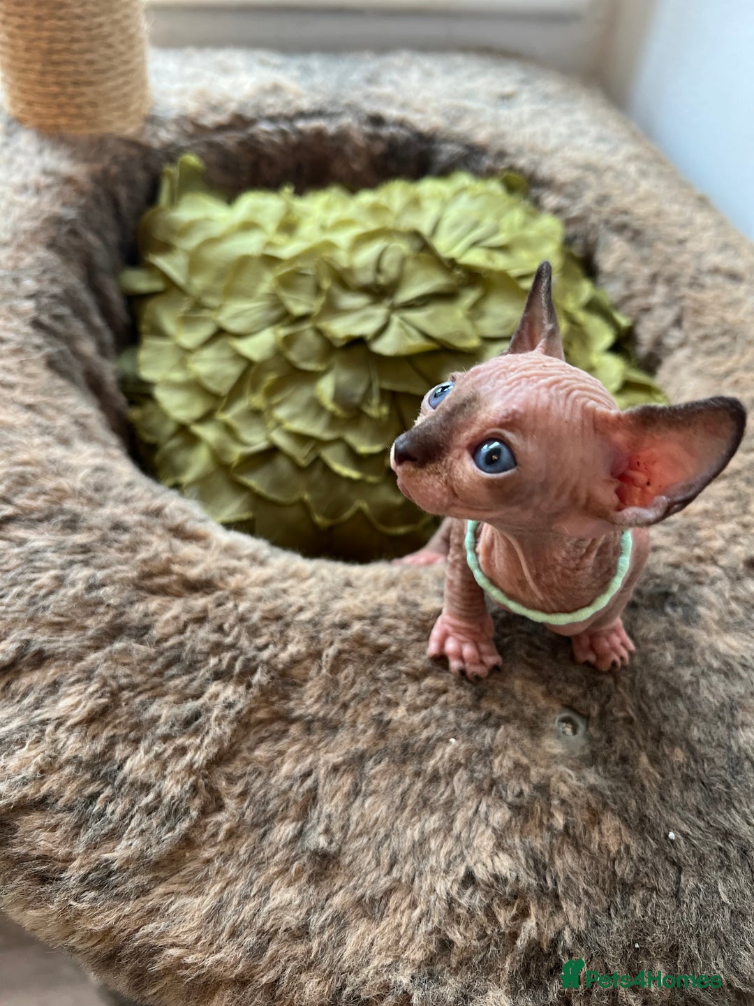 Sphynx cats for sale: Exquisite Sphynx Kittens - Image 15