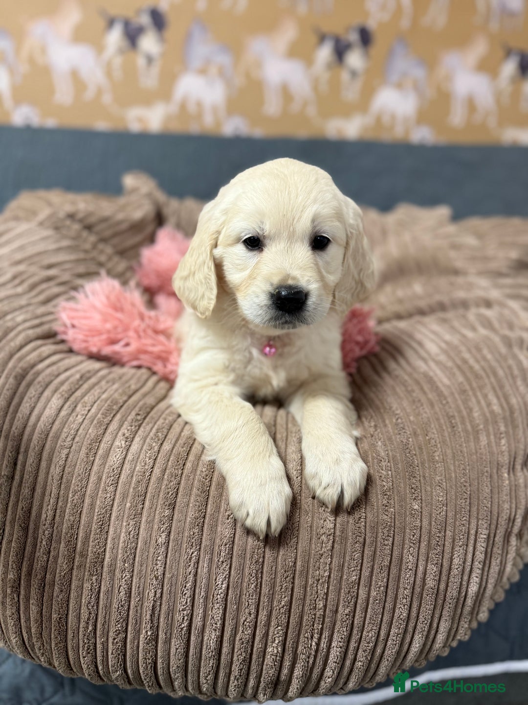 Golden Retriever dogs for sale: Kc registered DNA clear Golden Retriever Puppies - Advert 5