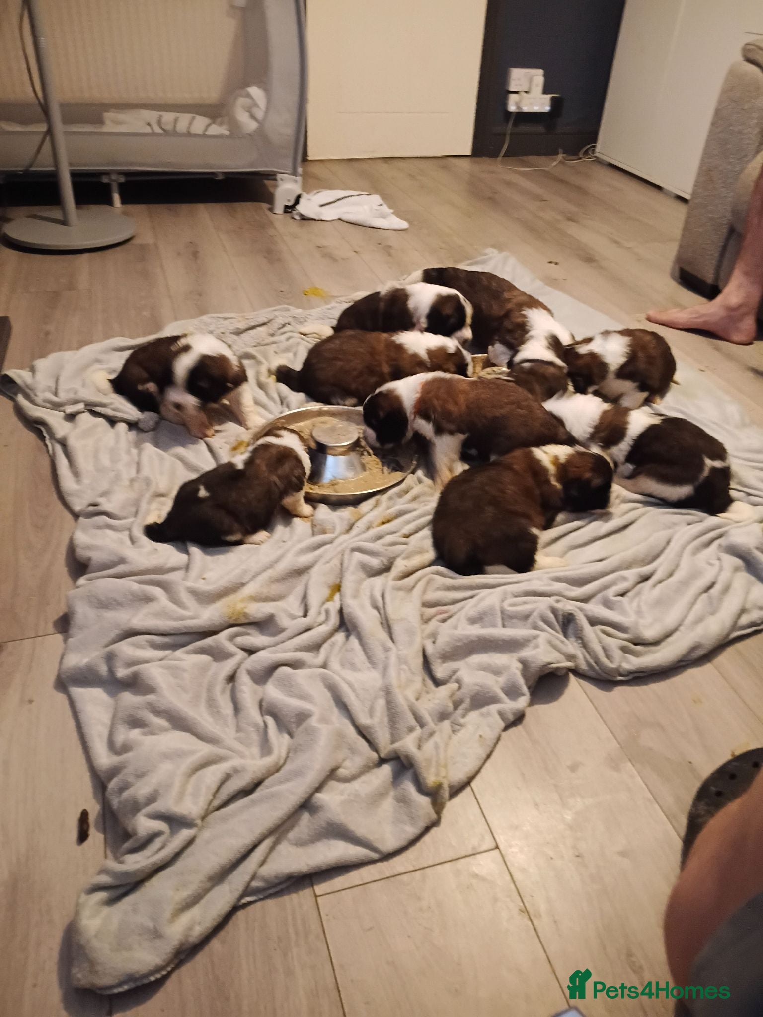 Saint Bernard dogs St Bernard kc registered puppies - Advert 2