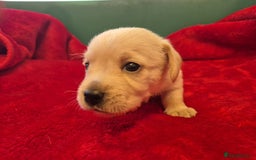 West Highland Terrier dogs for sale: WEST HIGHLAND DAXIE'S - Image 32