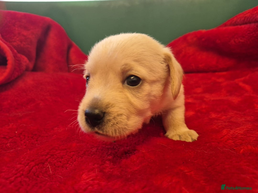 West Highland Terrier dogs for sale: WEST HIGHLAND DAXIE'S - Image 32