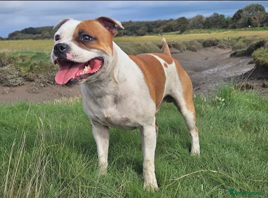 Staffordshire Bull Terrier dogs for sale: Staffordshire bull terrier pups due - Image 14
