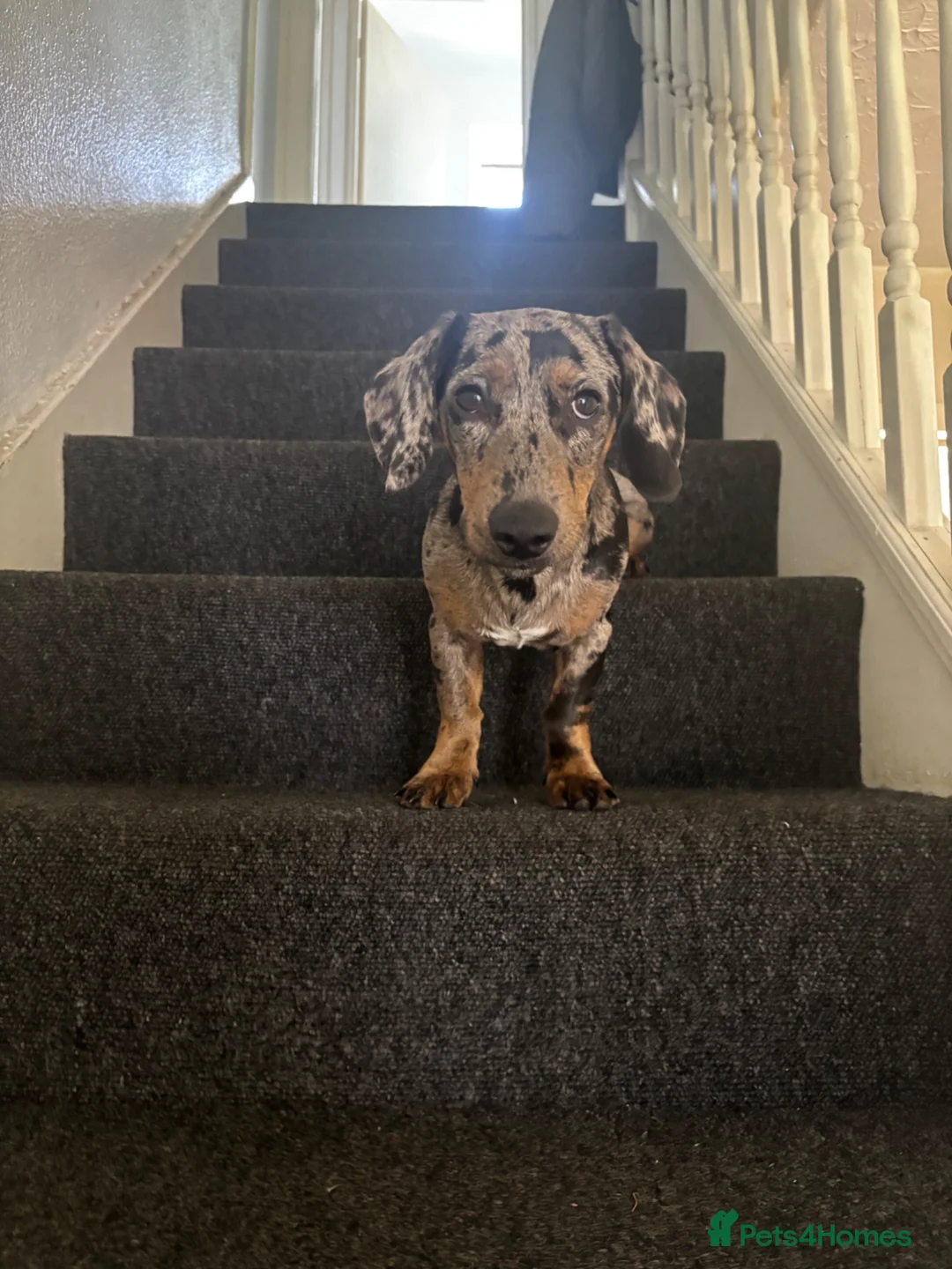 Mixed Breed dogs for stud: Dachshund x patterdale in Bristol - Advert 2