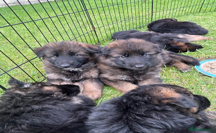 German Shepherd dogs - Advert 1