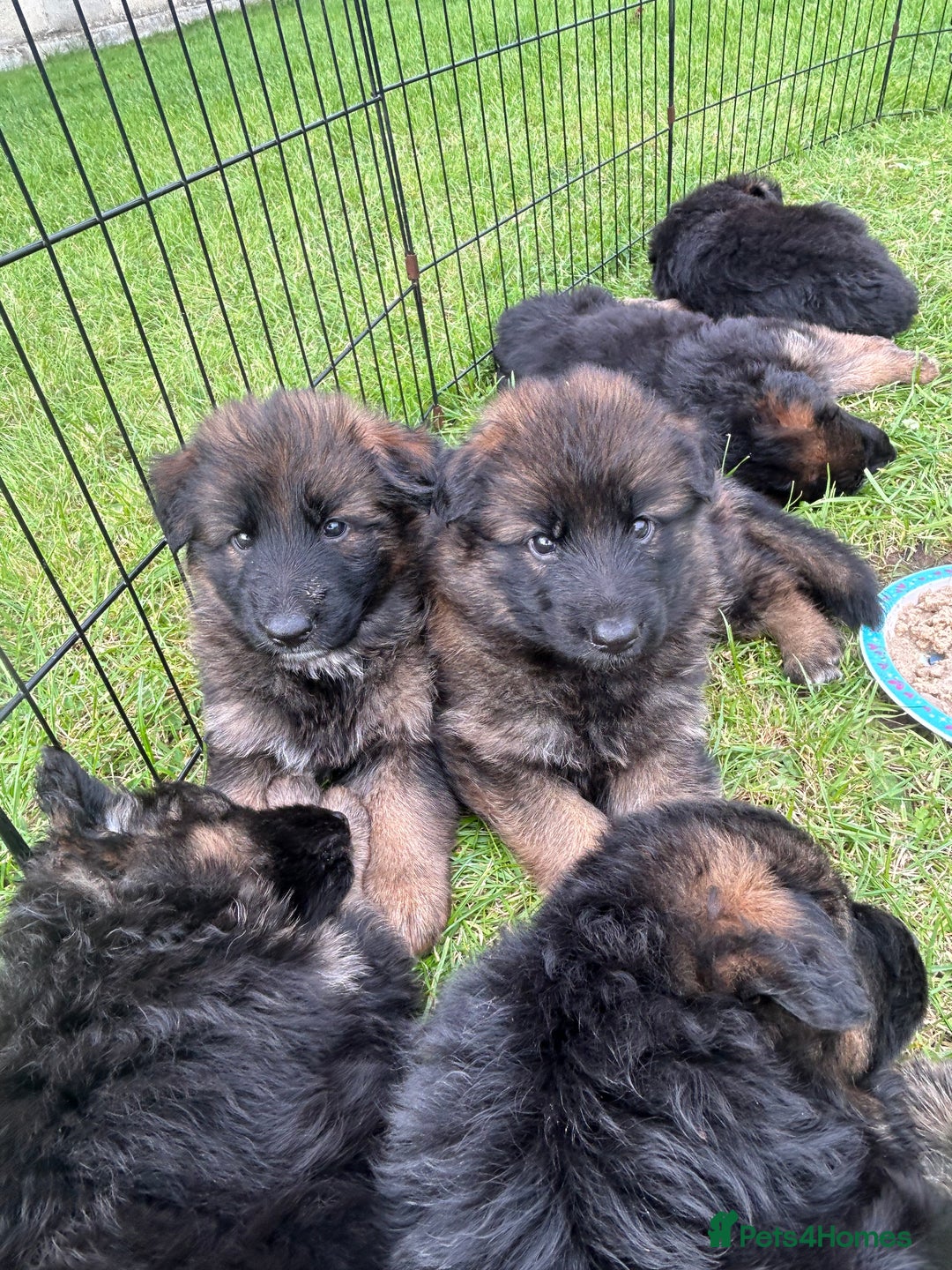 German Shepherd Large Robust Black And Tan Dog Black And Tan