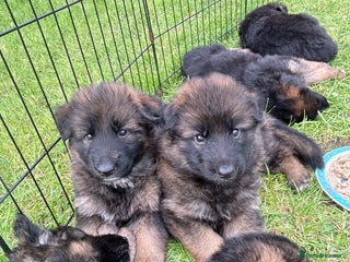 German Shepherd dogs - Advert 26