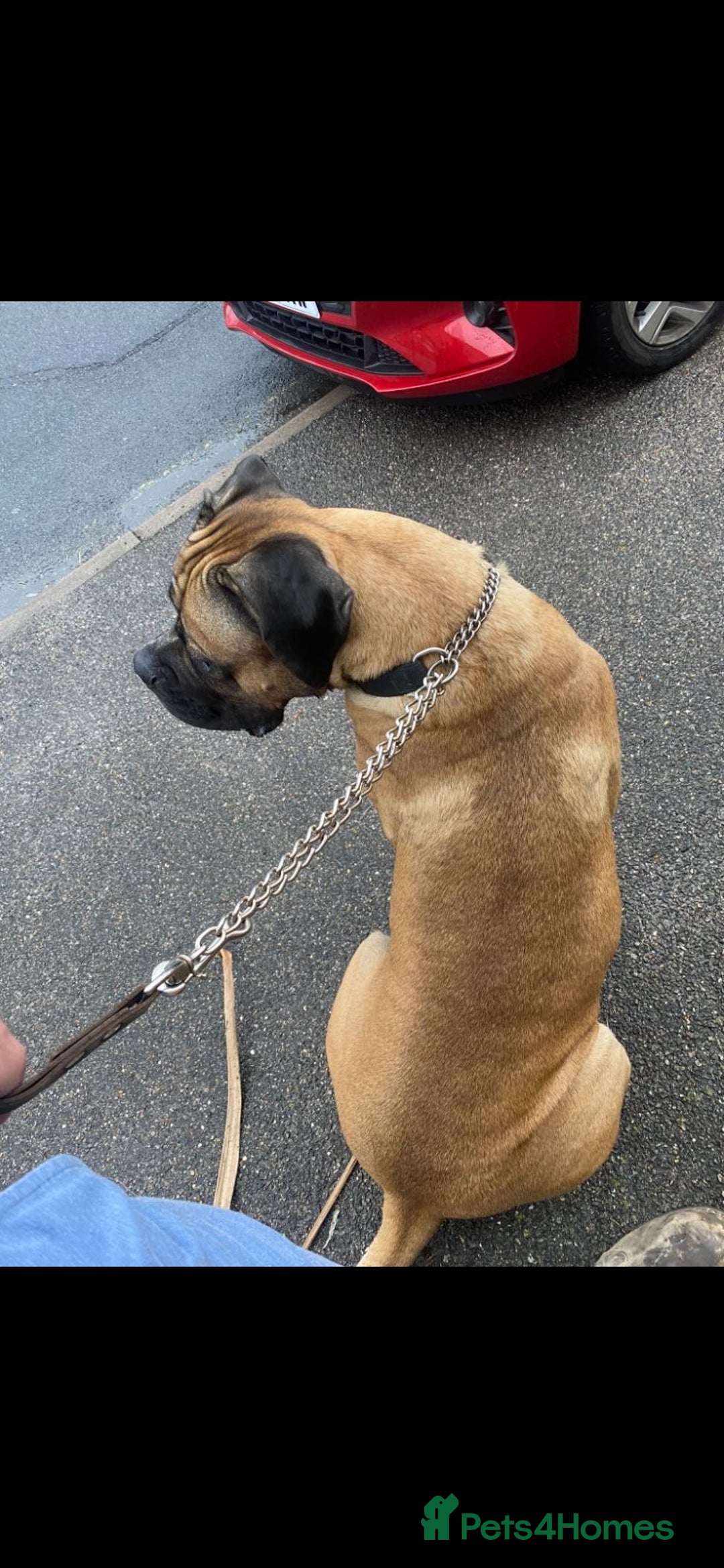 Mixed Breed dogs for sale: bullmastiff mix for sale - Image 2