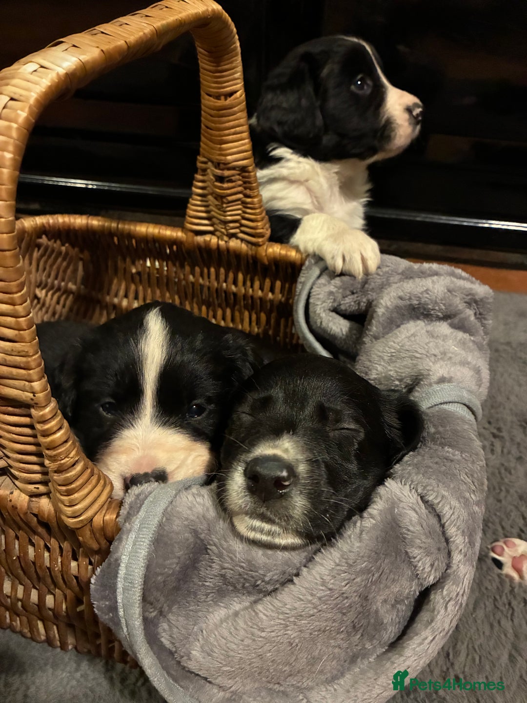 Sprollie dogs for sale: Sprollies looking for homes  - Advert 2