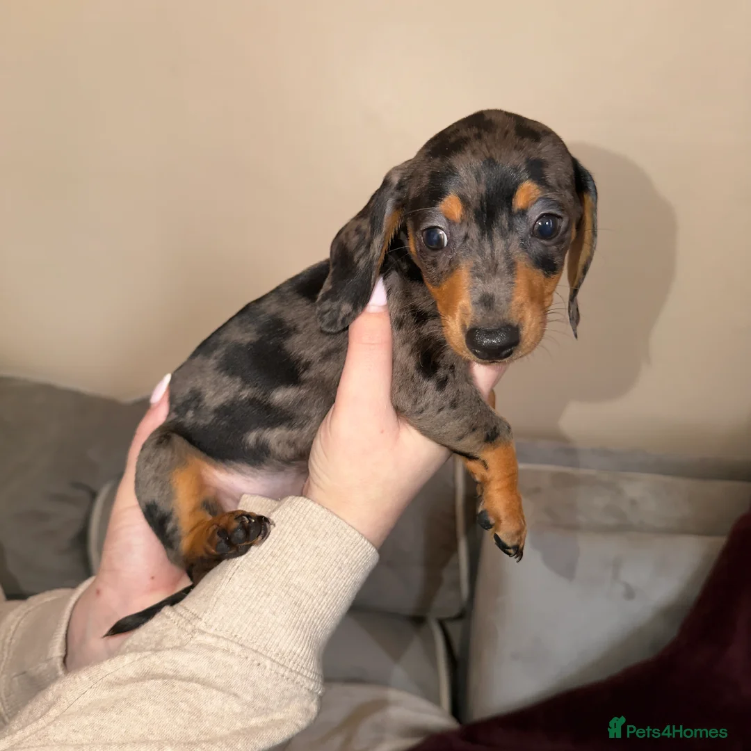 Miniature Dachshund dogs for sale: Miniature Dachshunds - Advert 6