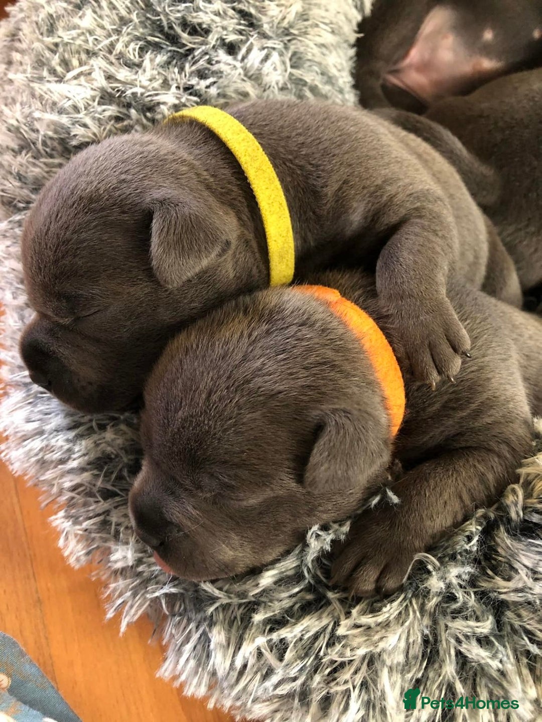 Staffordshire Bull Terrier dogs for sale: Outstanding  %100 Health Tested Staffy Puppies - Advert 19