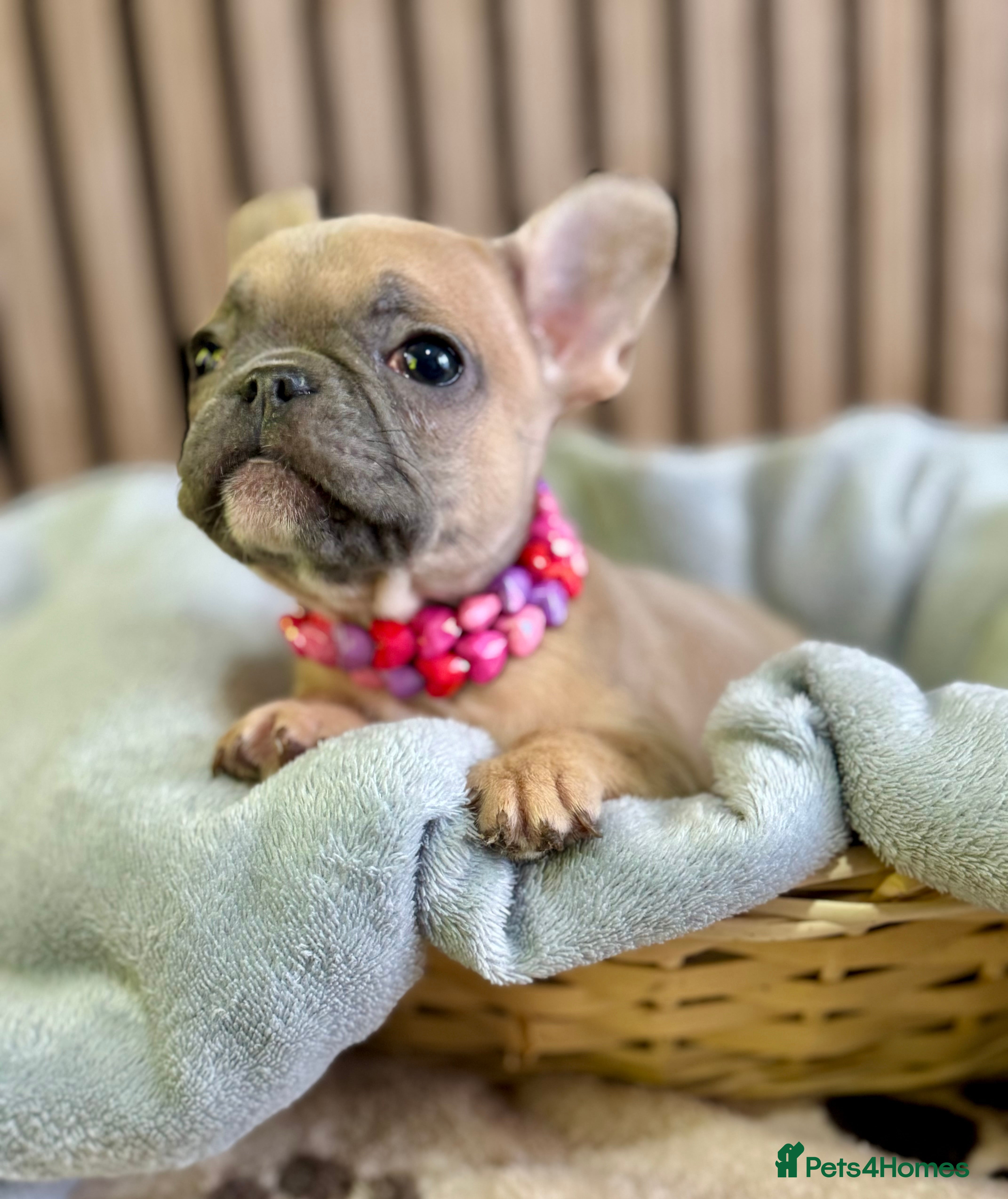 French Bulldog dogs LAST GIRL KC REGISTERED FRENCH BULLDOG 🐶 - Advert 2