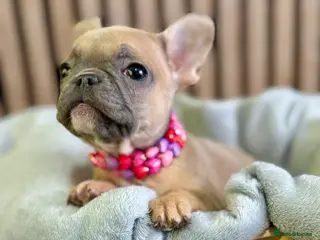 French Bulldog dogs LAST GIRL KC REGISTERED FRENCH BULLDOG 🐶 - Advert 2