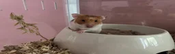 Hamster rodents for sale: Peach no setup included  - Advert 3
