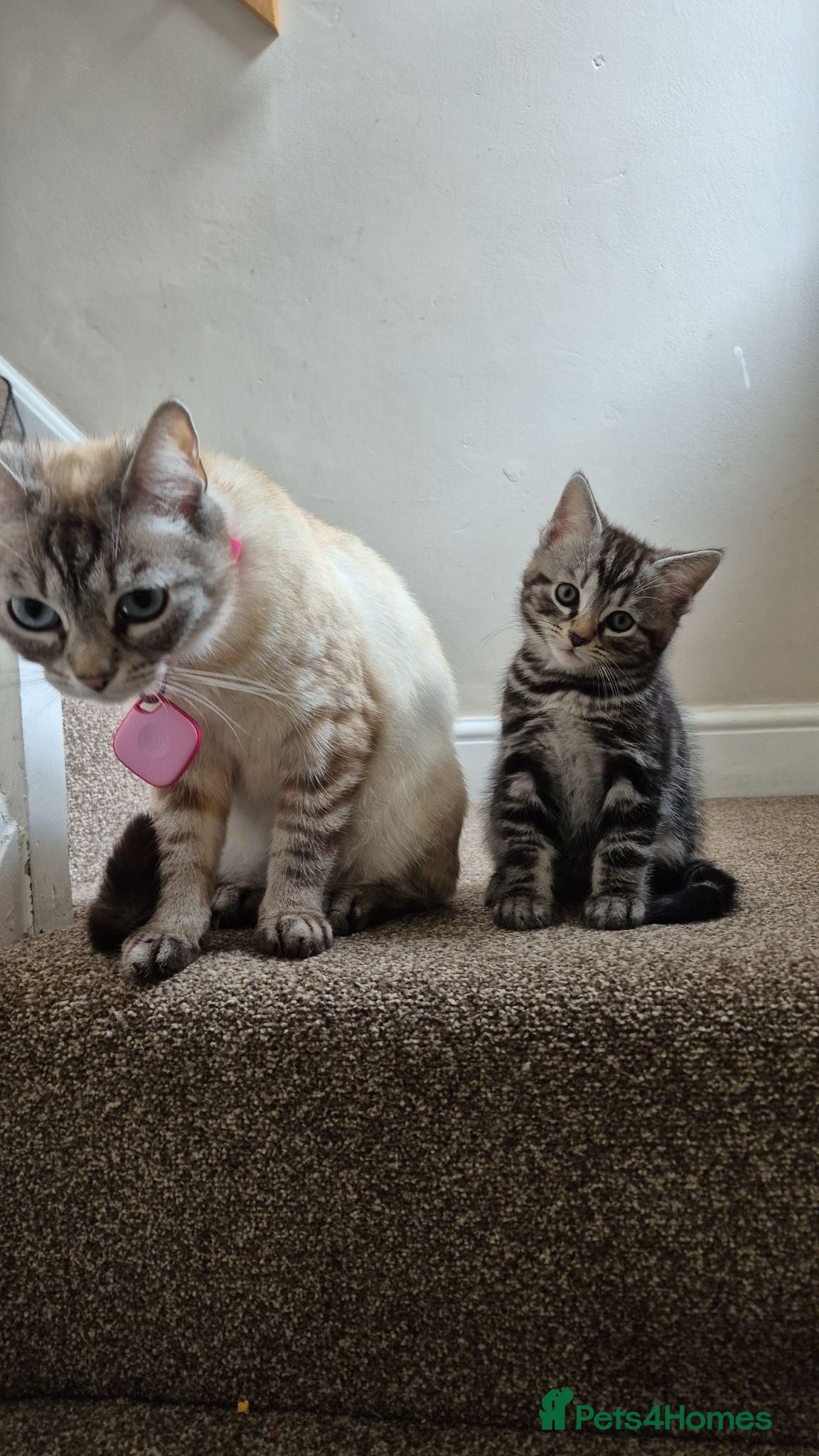 Mixed Breed cats Female kitten  - Advert 6