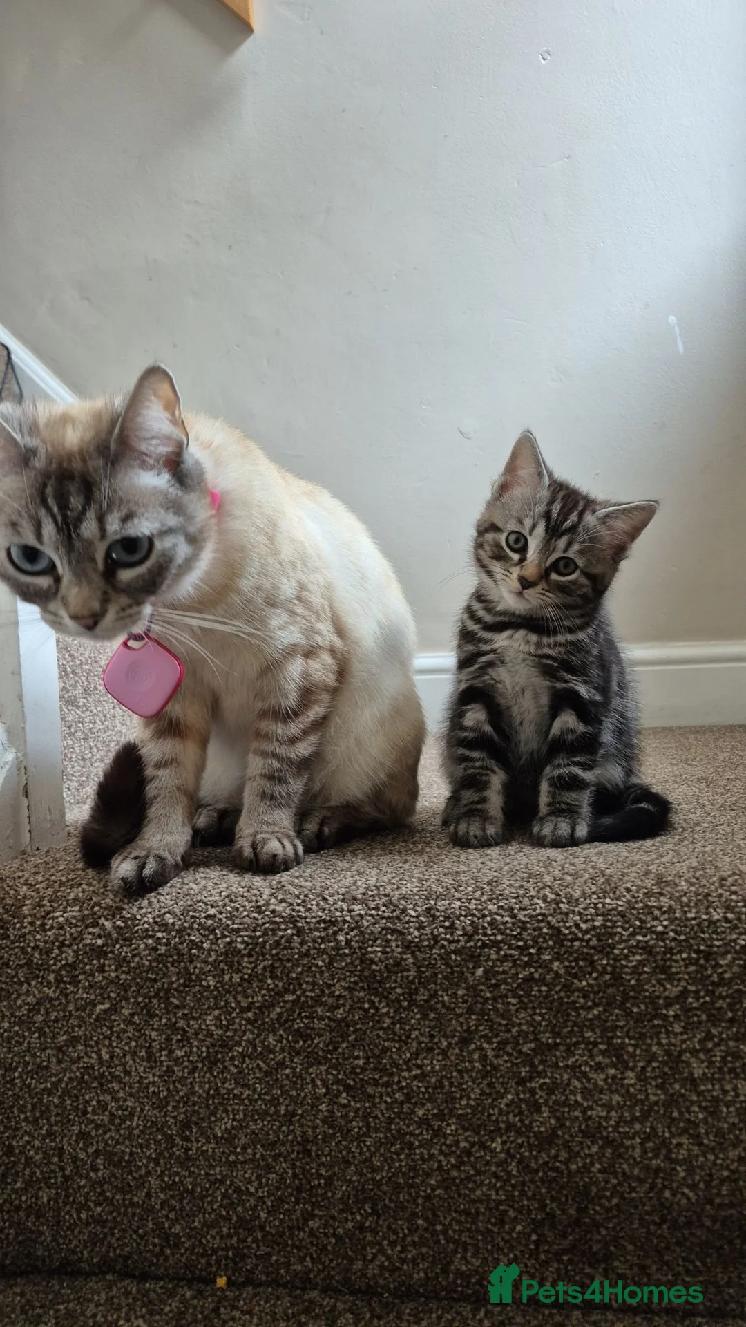 Mixed Breed cats for sale: Female kitten  - Advert 1