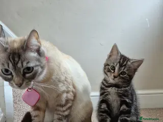 Mixed Breed cats Female kitten - Advert 1