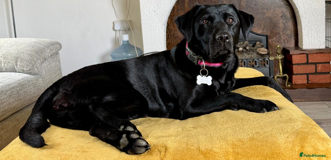 Labrador Retriever dogs for sale: KC registered labrador puppies  - Image 1