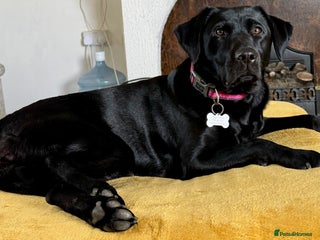 Labrador Retriever dogs - Advert 2