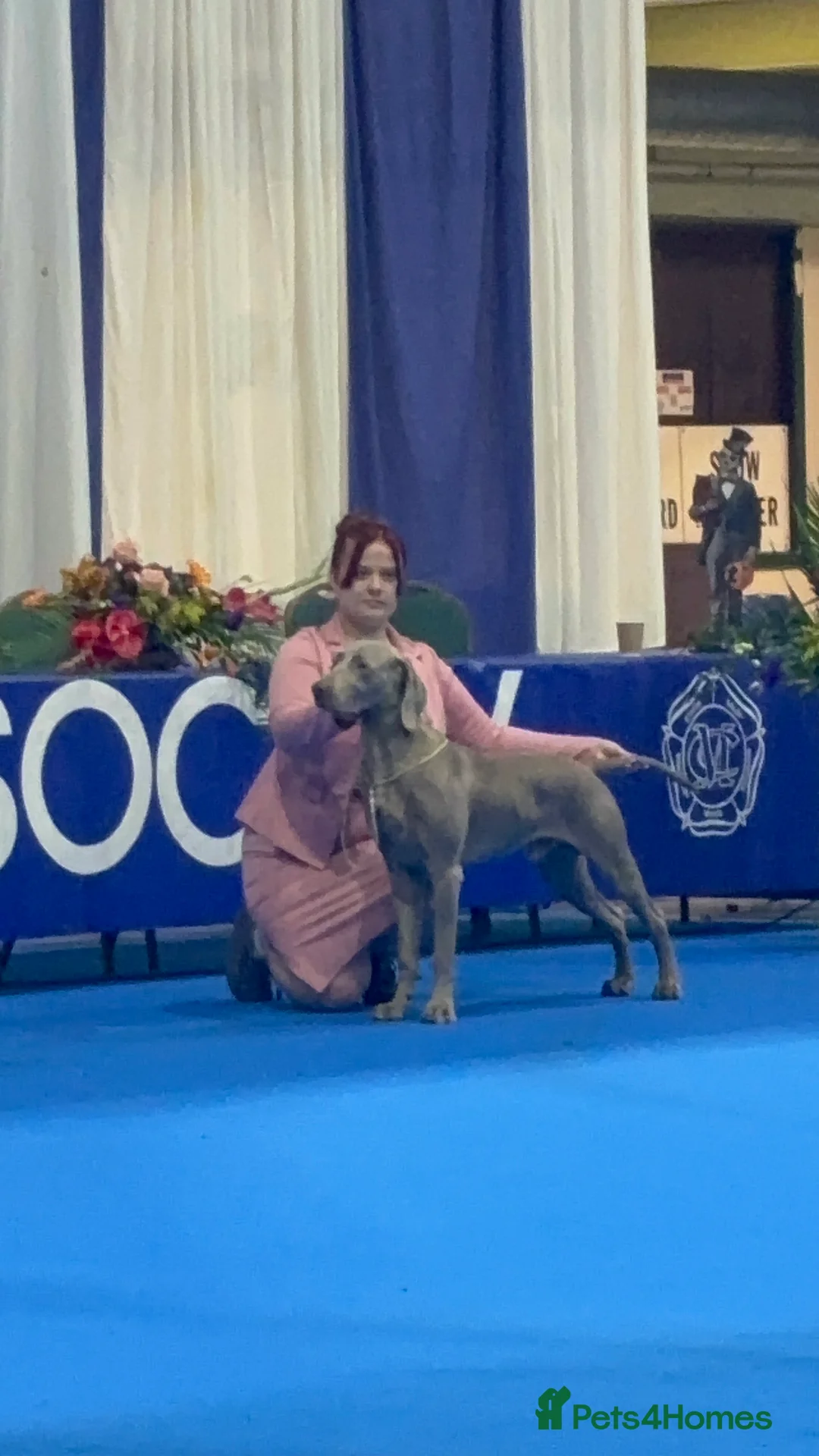 Weimaraner dogs for stud: Proven Stunning kc registered weimaraner for stud  in West Bromwich - Advert 2