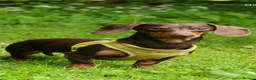 Miniature Dachshund dogs for stud: ROLO 🐶  TINY stud ( miniature dachshund )  - Advert 3